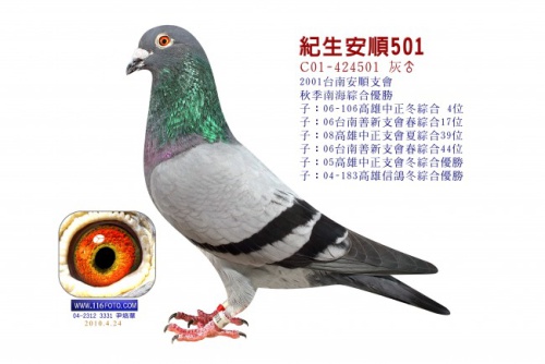 C01-424501灰 ♂