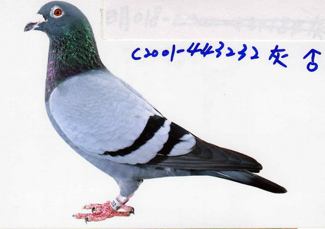 C2001-442232灰 ♂