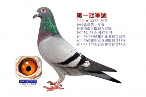 T02-013322灰 ♀