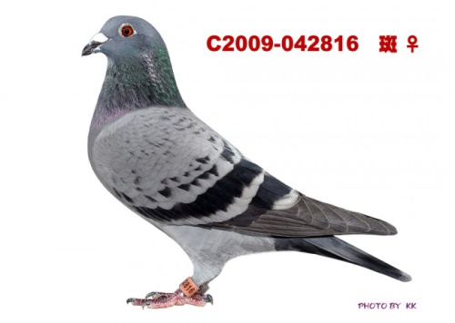 T2009-042816斑 ♀